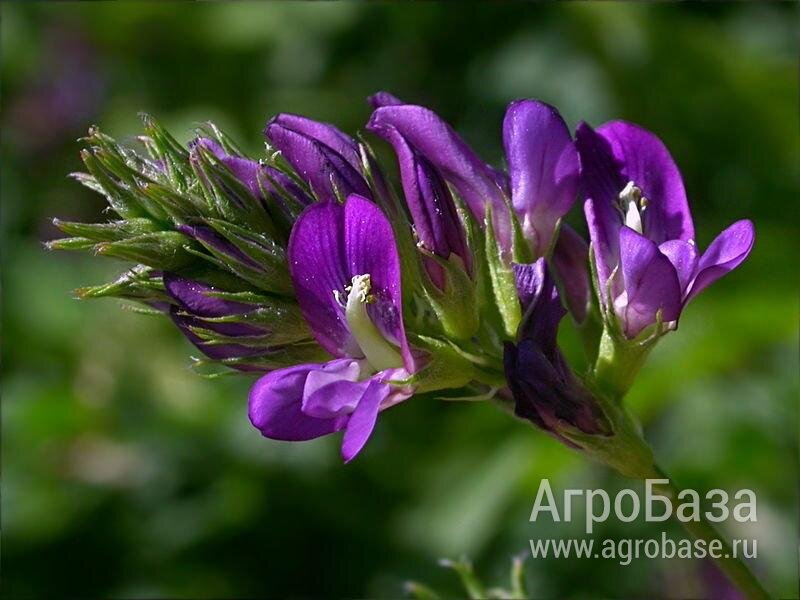 Семена люцерны Багира, Манычская