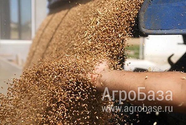 Пшеница протеин 10 продажа Пшеница протеин 10 продажа