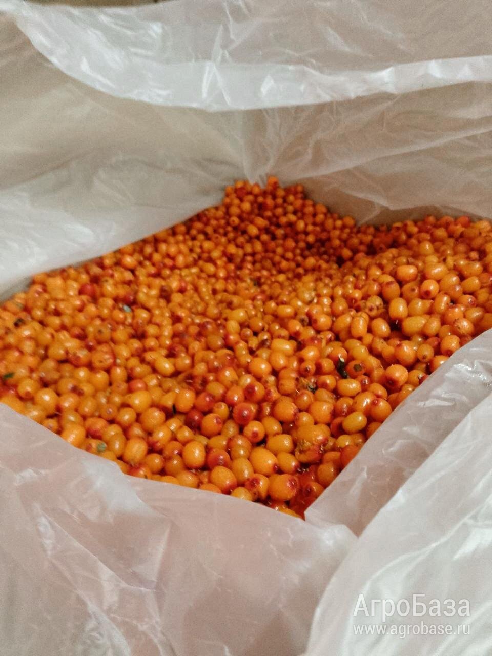 🍓 СВЕЖЕЗАМОРОЖЕННЫЕ ЯГОДЫ ОПТОМ от компании "Грибной Алтай" 🍓 🍓 СВЕЖЕЗАМОРОЖЕННЫЕ ЯГОДЫ ОПТОМ от компании "Грибной Алтай" 🍓