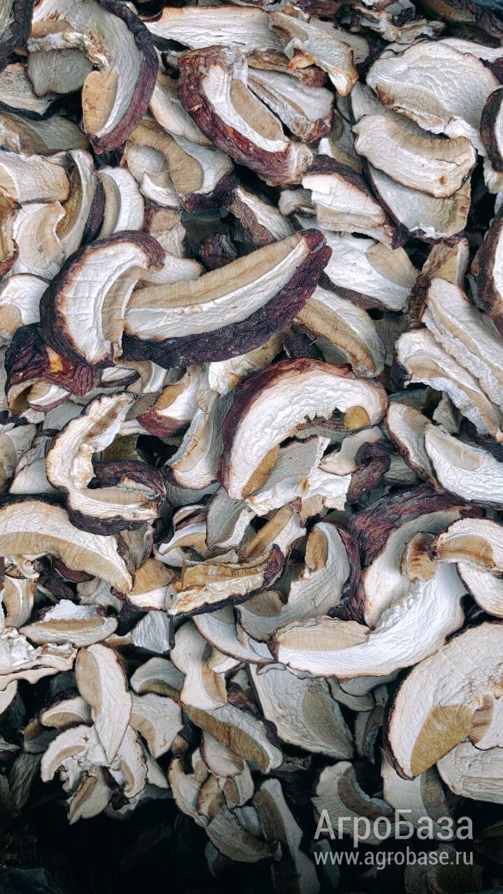 🍄 СУШЁНЫЕ ЛЕСНЫЕ ГРИБЫ ОПТОМ