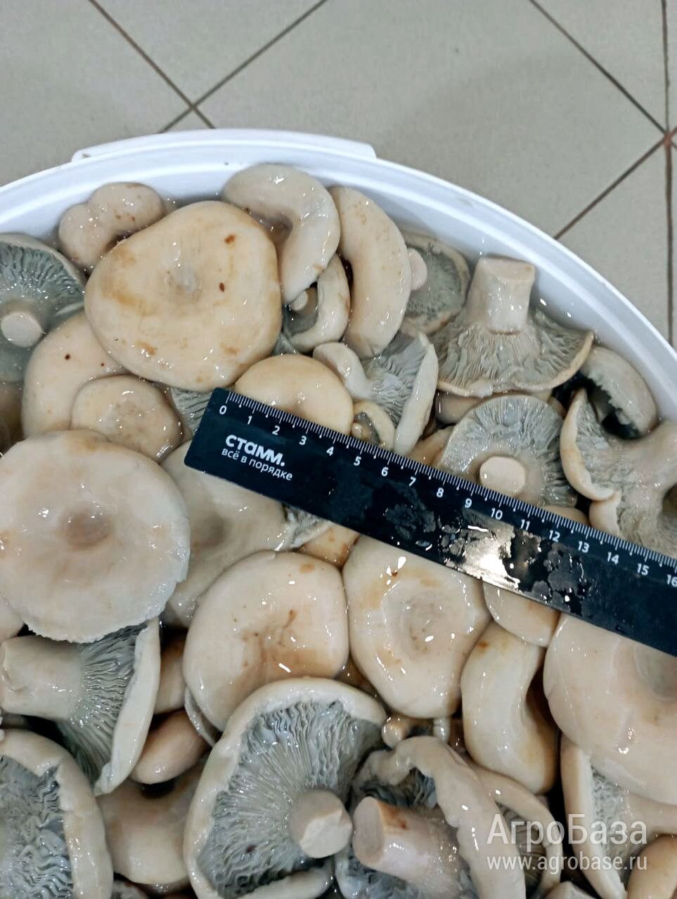 🍄 СОЛЁНЫЕ И МАРИНОВАННЫЕ ГРИБЫ ОПТОМ в ведрах от компании "Грибной Алтай" 🍄 СОЛЁНЫЕ И МАРИНОВАННЫЕ ГРИБЫ ОПТОМ в ведрах от компании "Грибной Алтай"