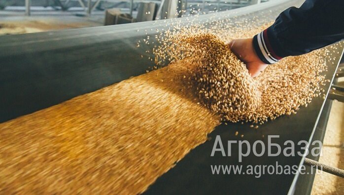Зерно протеин 13% Зерно протеин 13%