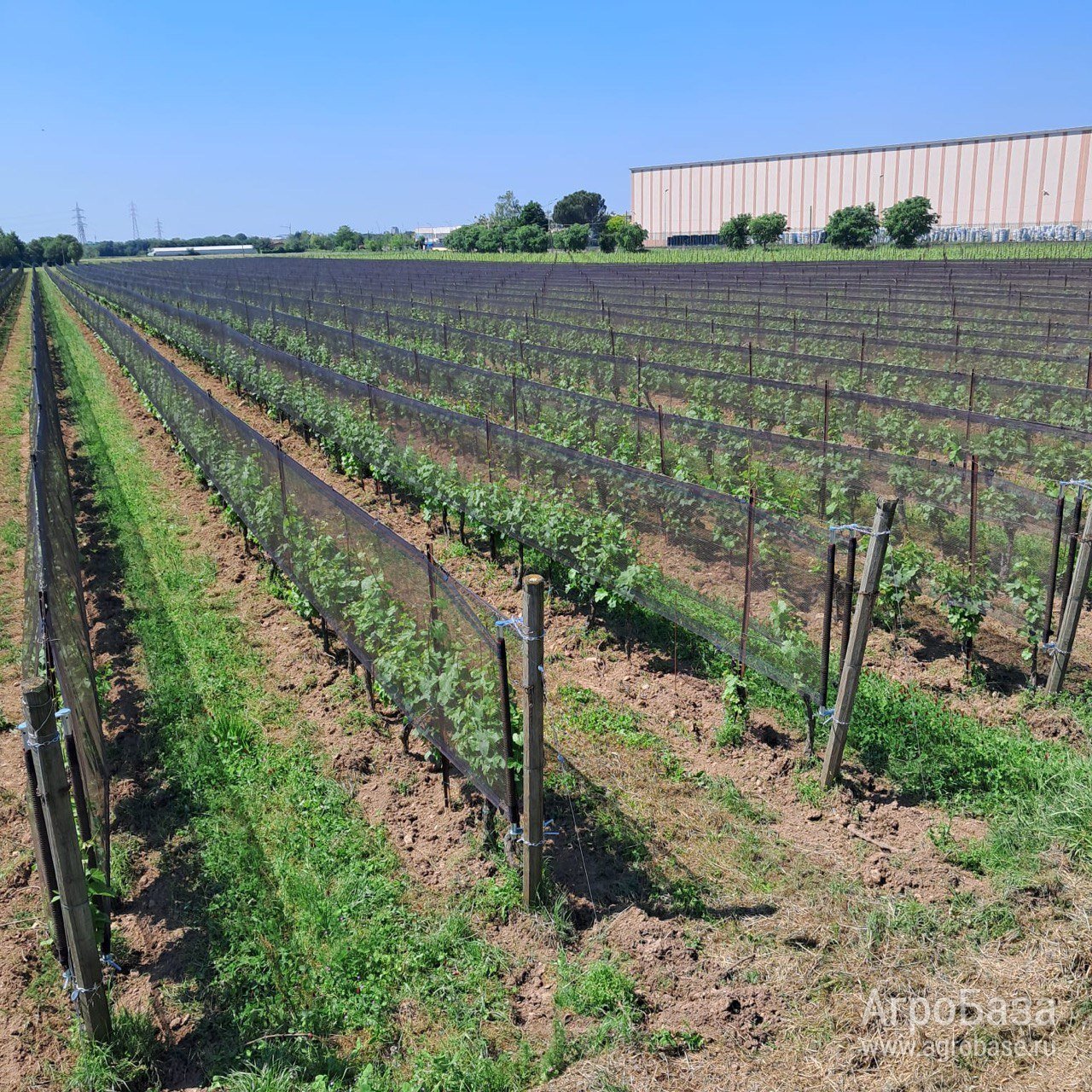 Противоградовая сетка