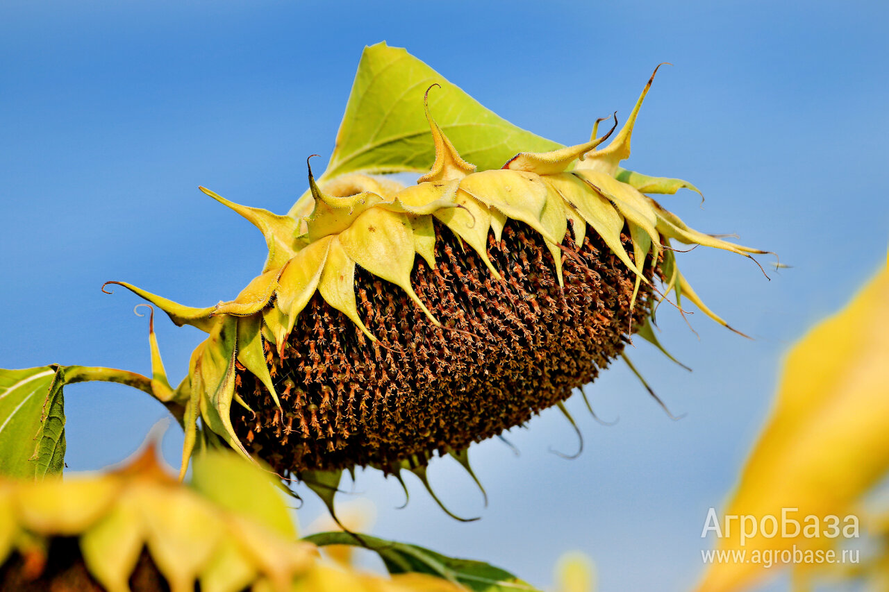 Семена подсолнечника - гибрид Селект (технология Экспресс)