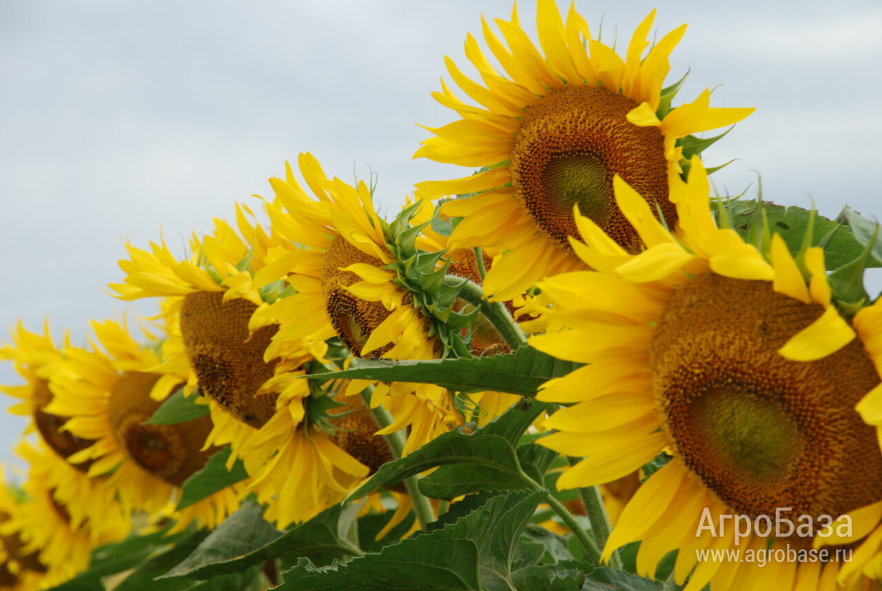 Семена подсолнечника - гибрид Сафари (технология Экспресс) - урожай 2025 года