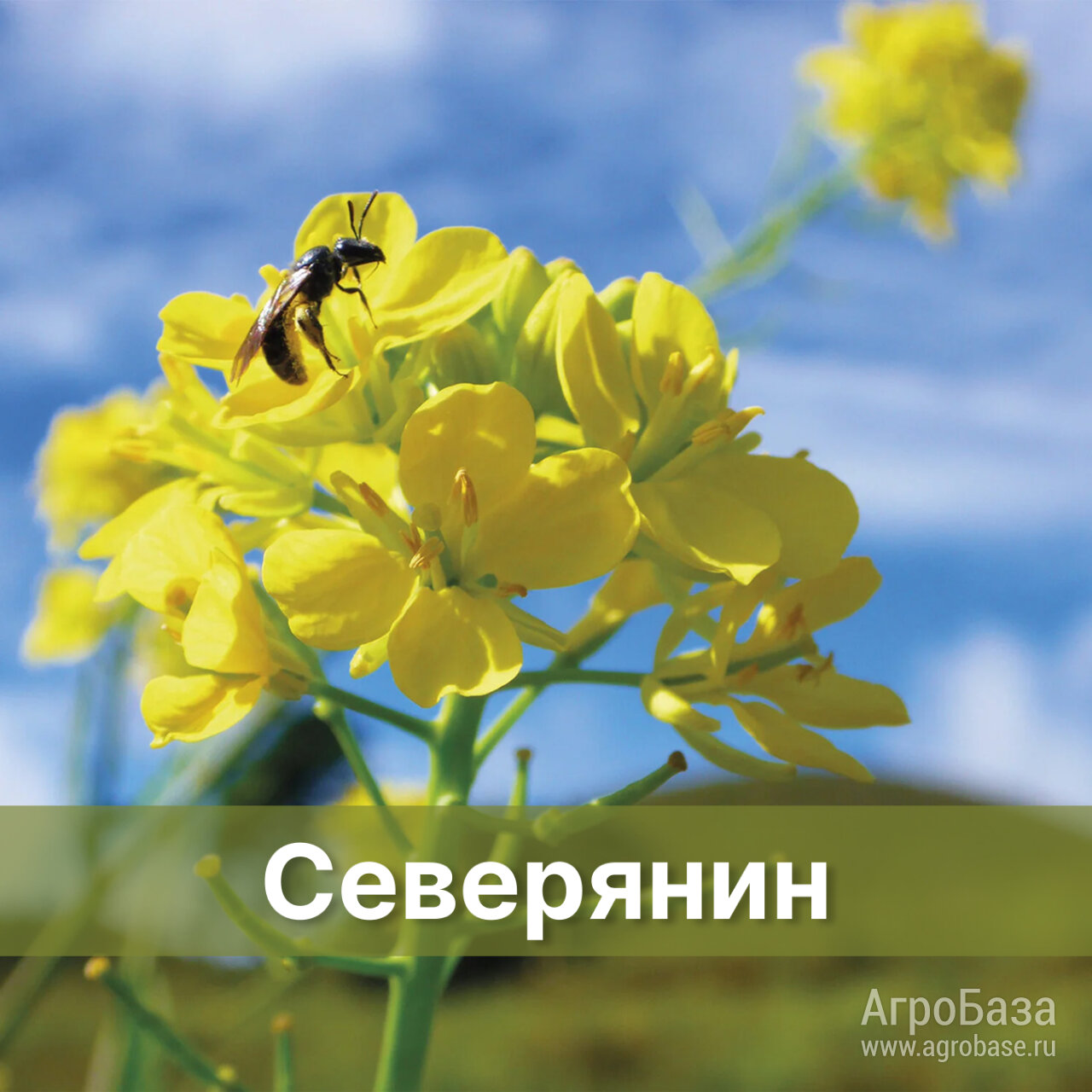 Семена Озимого рапса Северянин