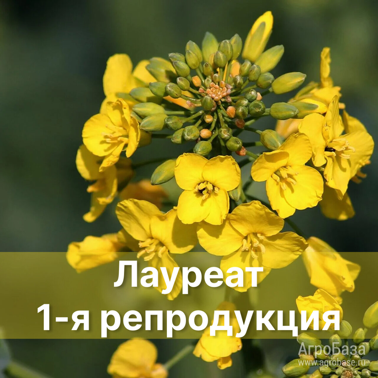 Семена Озимого рапса Лауреат, 1-я репродукция