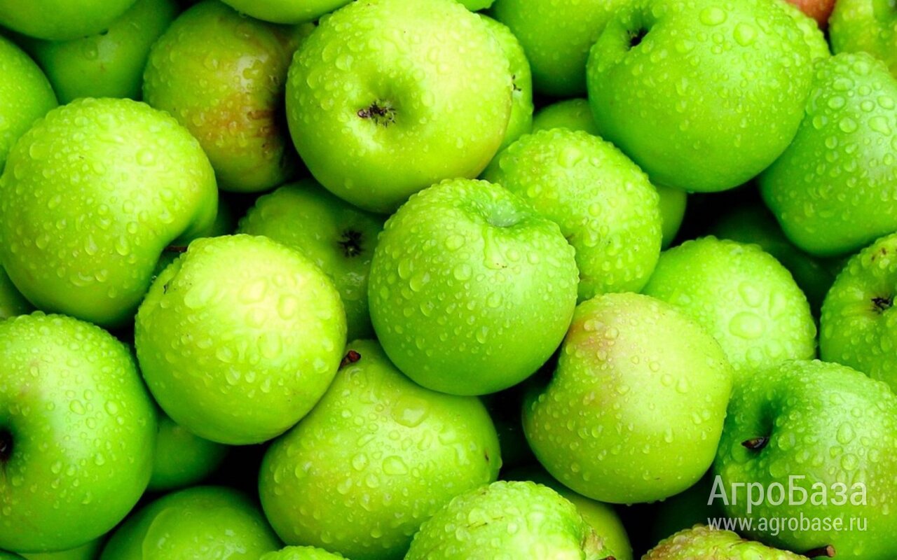 Яблоки оптом от производителя