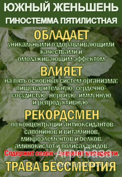 Фиточай Джиаогулан. Гинестемма пятилистная. Южный женьшень.
