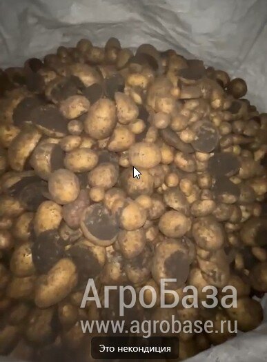 некондиция картошка
