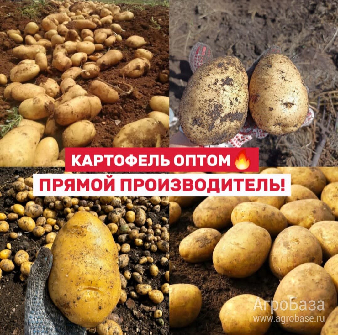 Картофель оптом