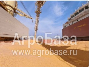 Кукуруза с поставкой в Китай