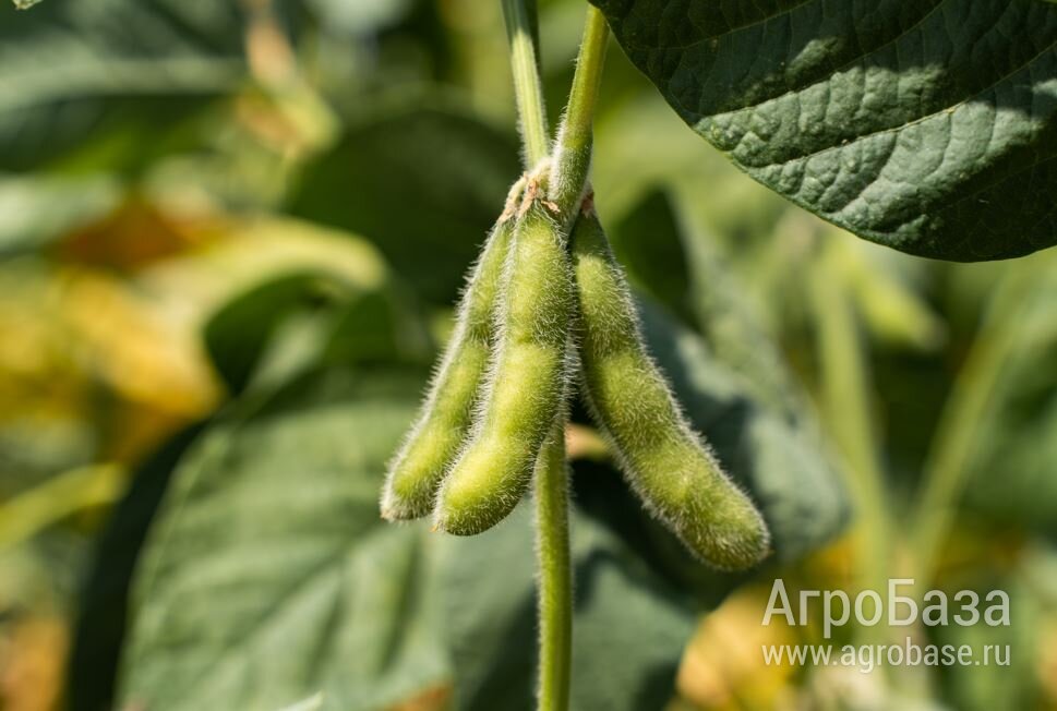 Семена сои ВНИИМК сорт Себур
