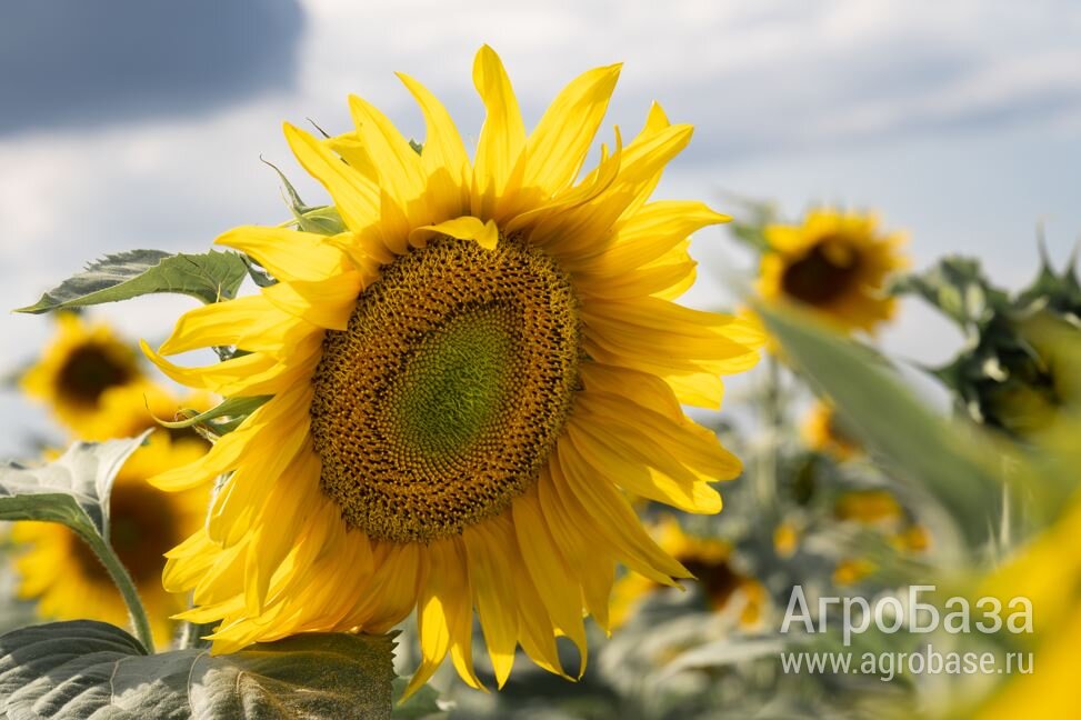 Семена подсолнечника ВНИИМК СПК Плюс