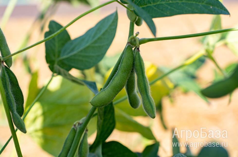 Семена сои ВНИИМК сорт Парус