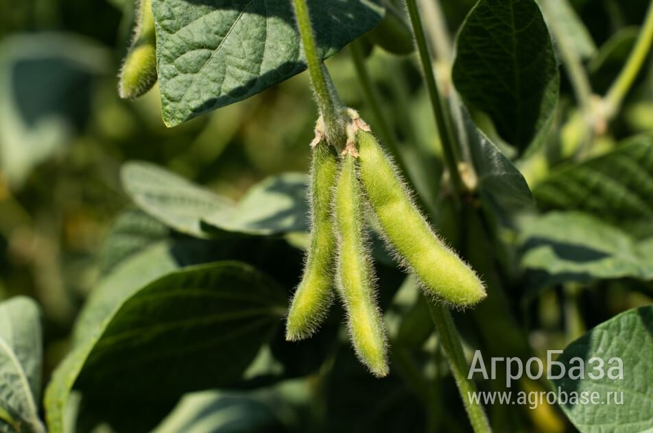Семена сои ВНИИМК сорт Весточка