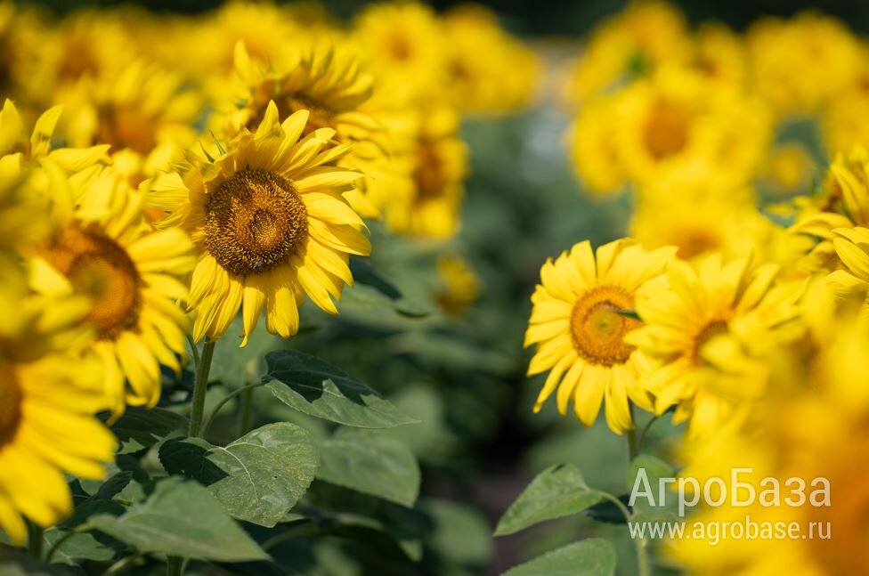 Семена подсолнечника ВНИИМК гибрид Спринт