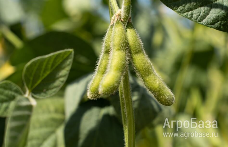 Семена сои ВНИИМК сорт Барс