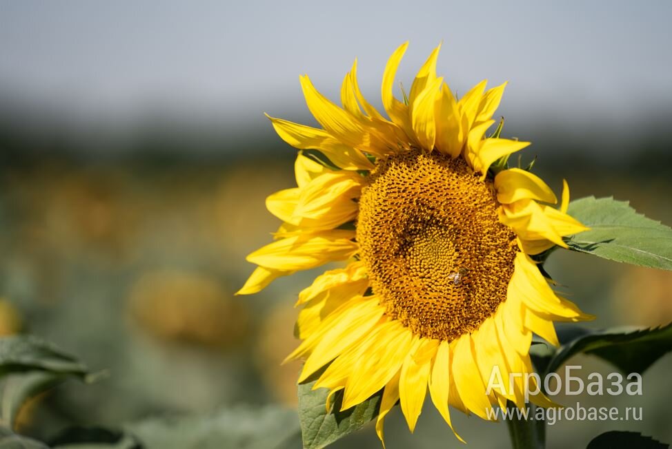 Семена подсолнечника ВНИИМК Казачий