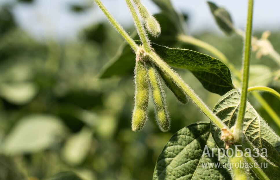 Семена сои ВНИИМК сорт Вилана