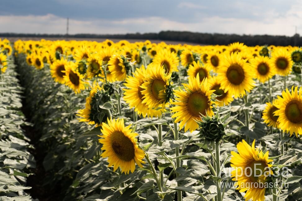 Семена подсолнечника ВНИИМК гибрид Сурус ОР