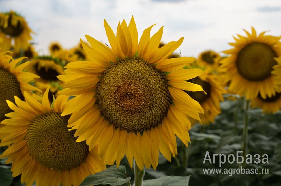 Семена подсолнечника ВНИИМК гибрид Статус