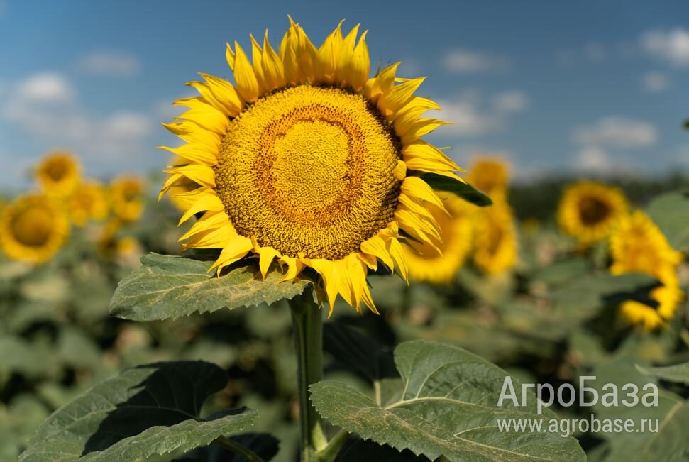 Семена подсолнечника ВНИИМК гибрид Арнеб СУР