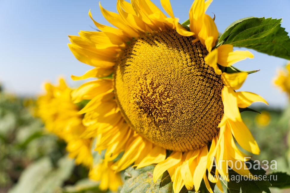 Семена подсолнечника ВНИИМК Джинн