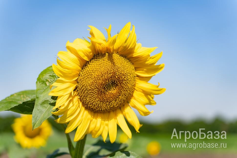 Семена подсолнечника ВНИИМК Кремень