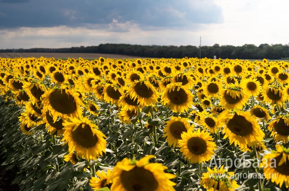 Семена подсолнечника ВНИИМК гибрид Фогор