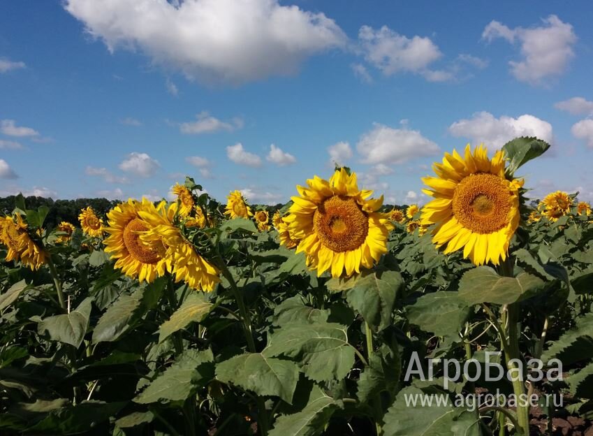 Семена подсолнечника ВНИИМК Аладдин