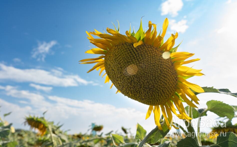 Семена подсолнечника ВНИИМК Бузулук СУР
