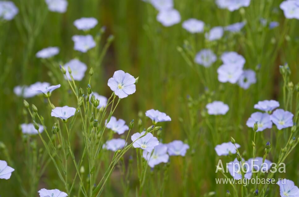 Семена масличного льна ВНИИМК сорт ФЛИЗ