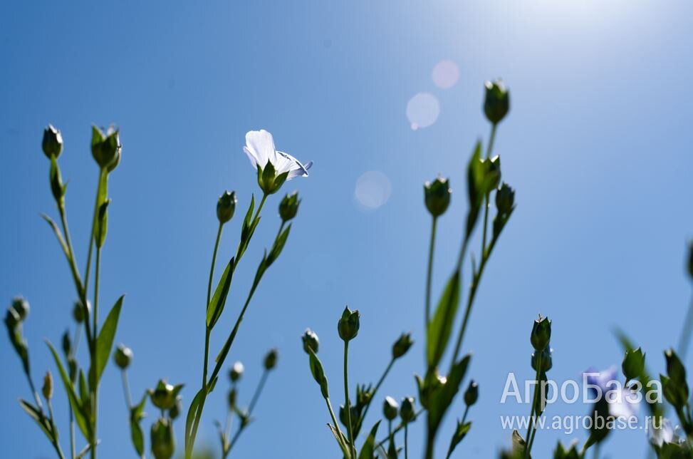 Семена масличного льна ВНИИМК сорт Небесный