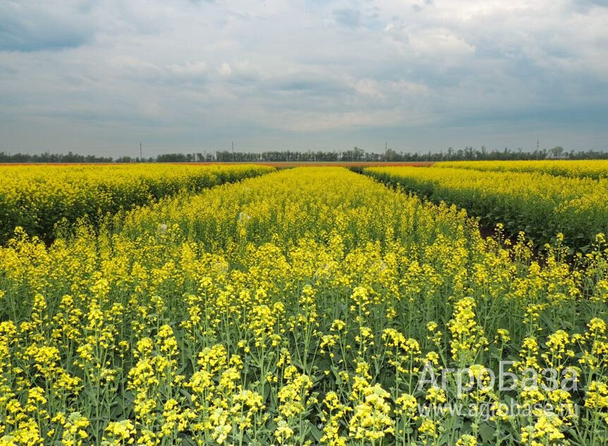 Семена ярового рапса ВНИИМК сорт Руян