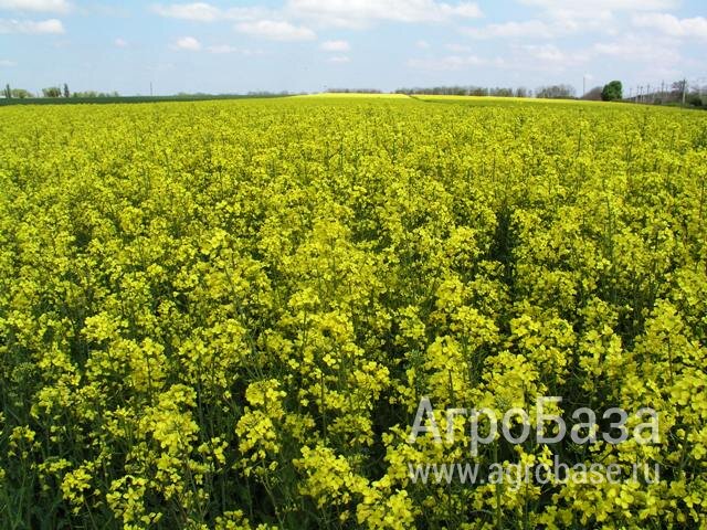Семена ярового рапса ВНИИМК сорт Викинг-ВНИИМК