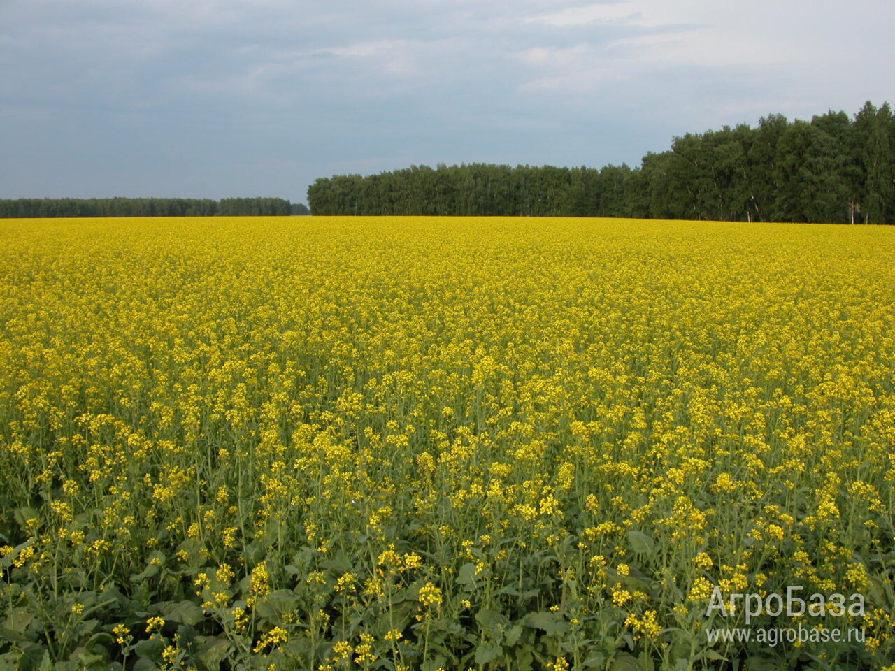 Семена ярового рапса ВНИИМК сорт Амулет