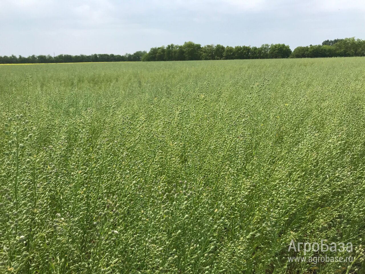 Семена ярового рыжика ВНИИМК сорт Кристалл