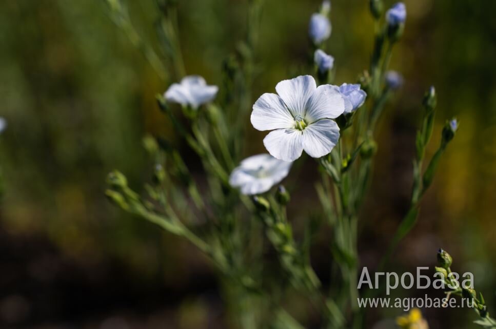 Семена масличного льна ВНИИМК сорт Радуга