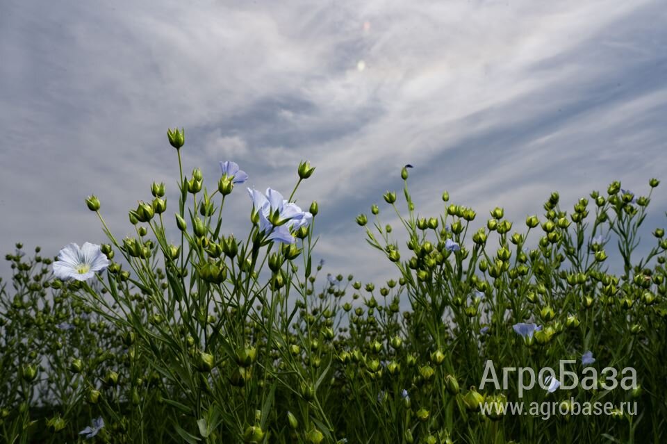 Семена масличного льна ВНИИМК сорт Ы 117