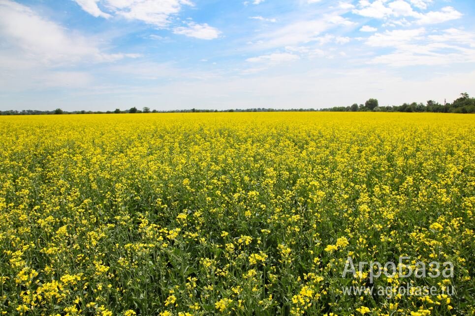 Семена ярового рапса ВНИИМК сорт Галант