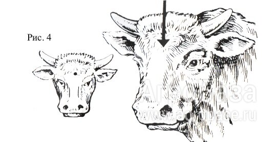 Устройство оглушения КРС