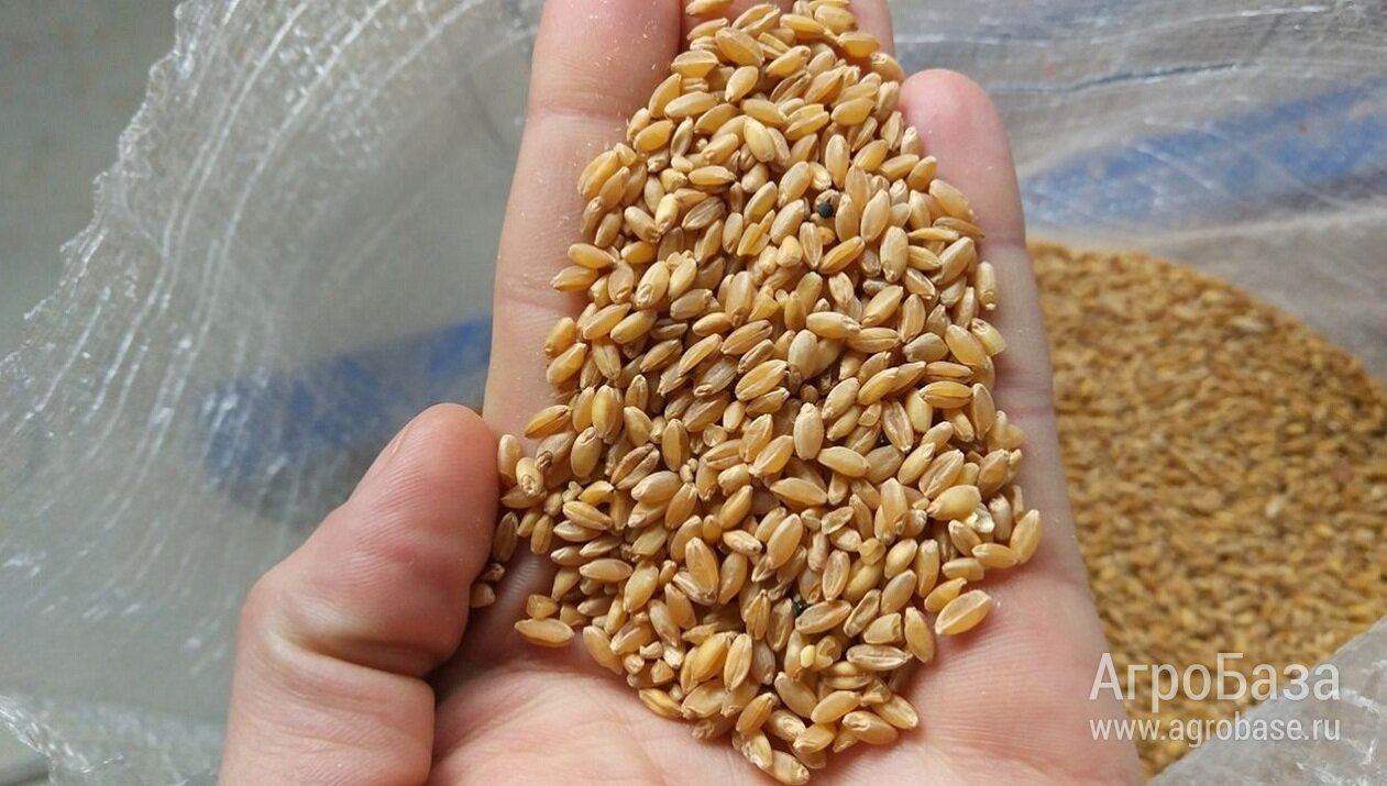 Пшеница твердых сортов оптом