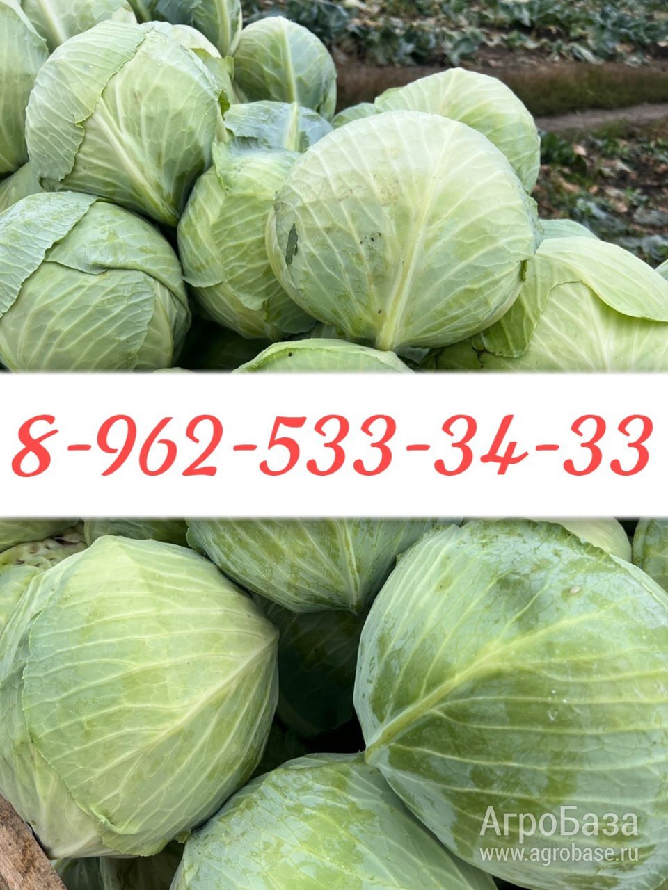 УЛЬЯНОВСКАЯ КАПУСТА — ВИТАМИННАЯ ПРЕМЬЕРА РОССИИ!