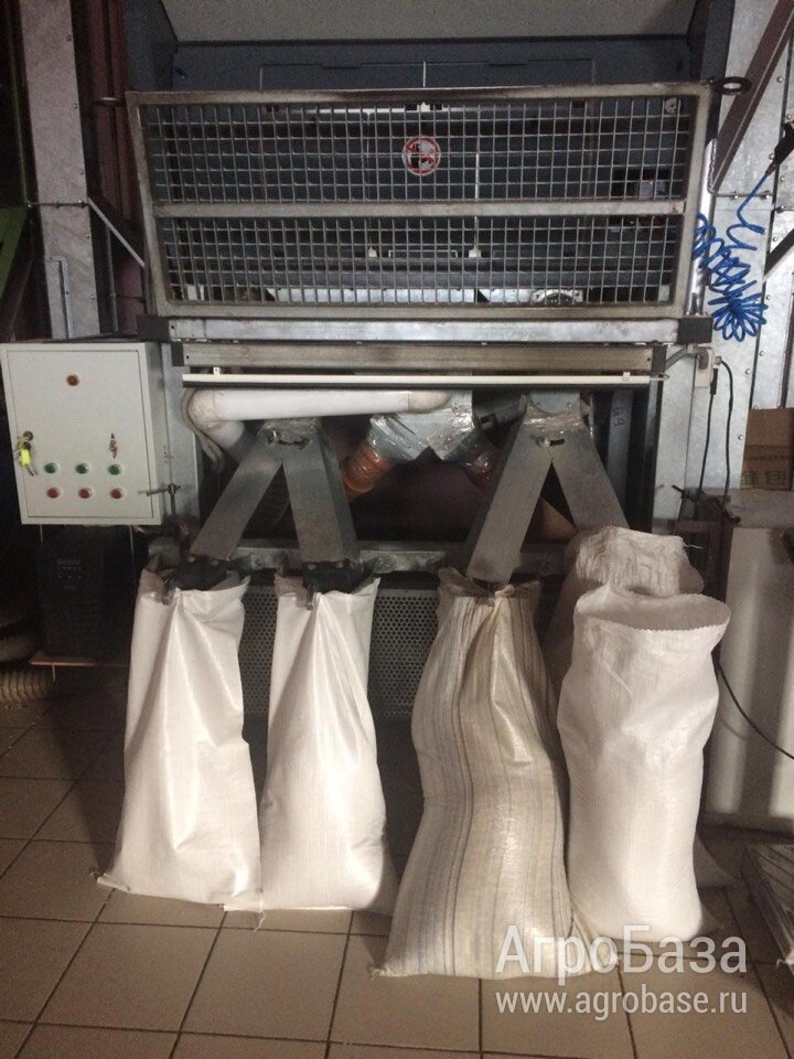 Ядро подсолнечника