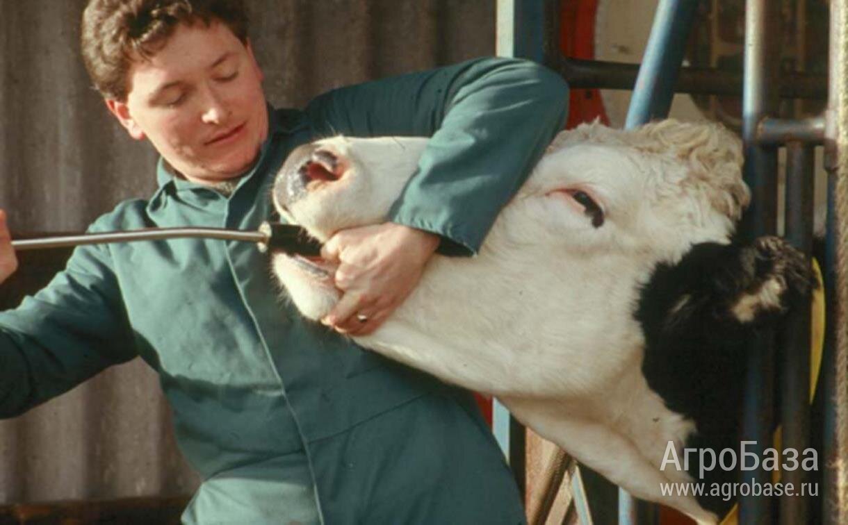 Активатор репродуктивного здоровья КРС - кормовая добавка Метраболь болюсы.