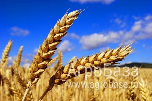 Семена пшеницы яровой "Ирень" (элита)