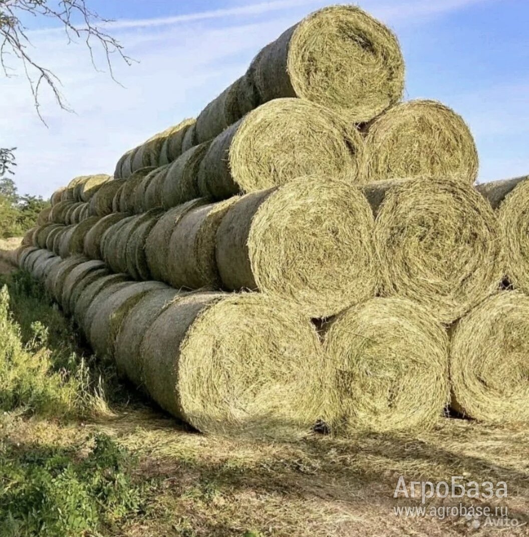 Сено разнотравье / люцерна