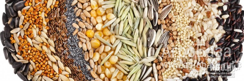 Закупаем зерновые,бобовые,масличные!