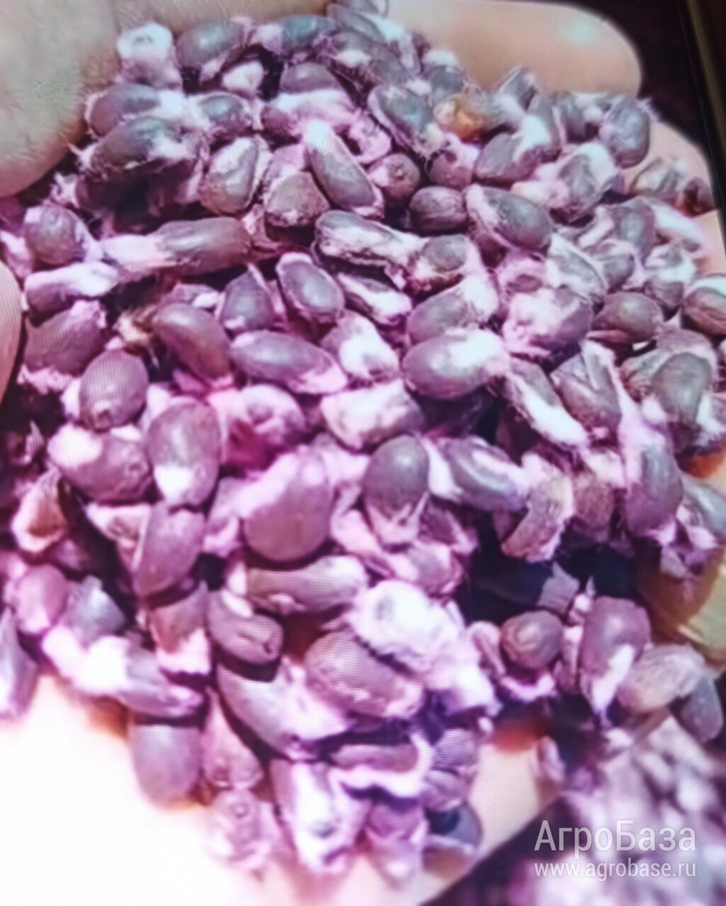 семена хлопчатника